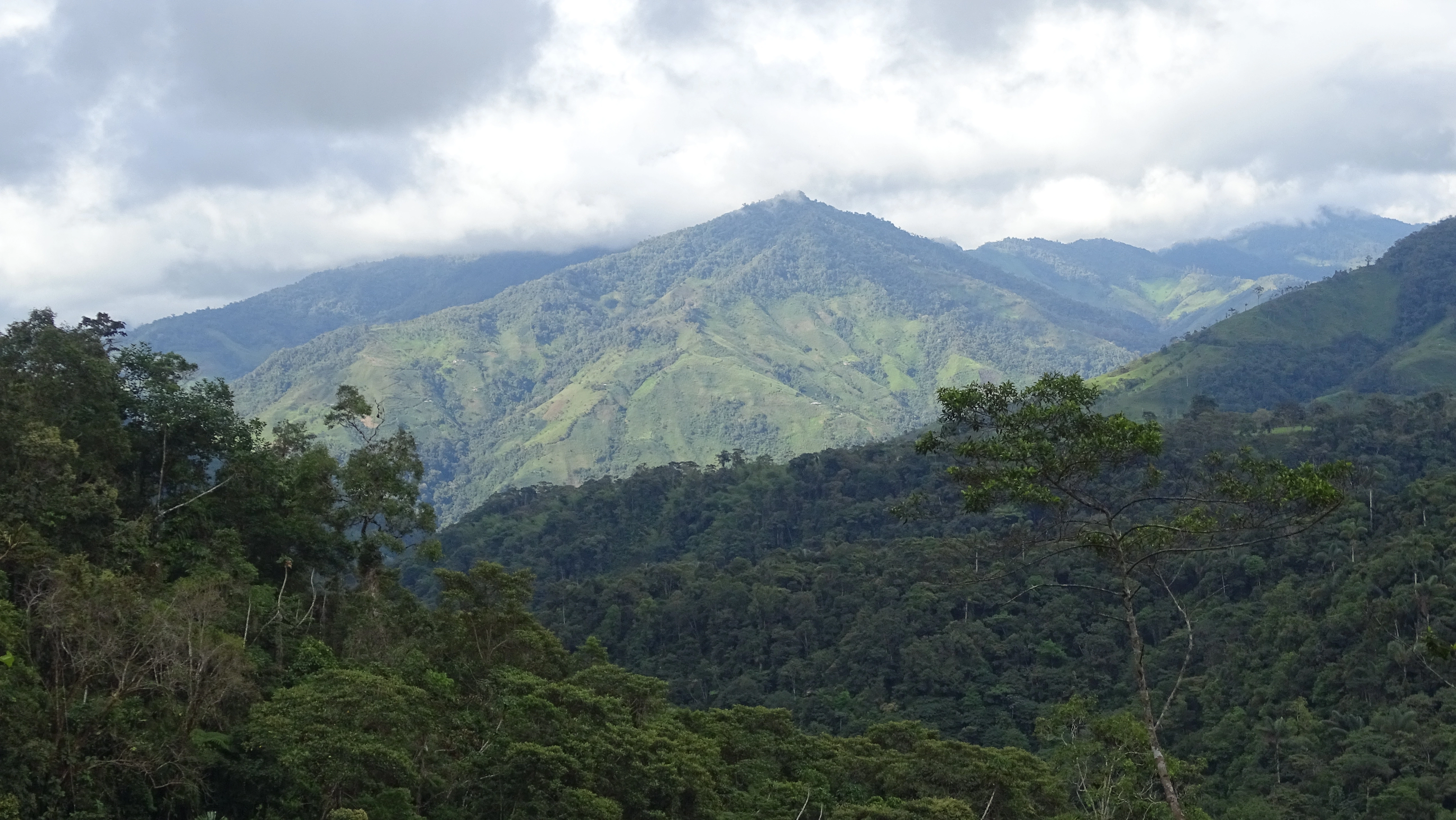 Bosque Tropical