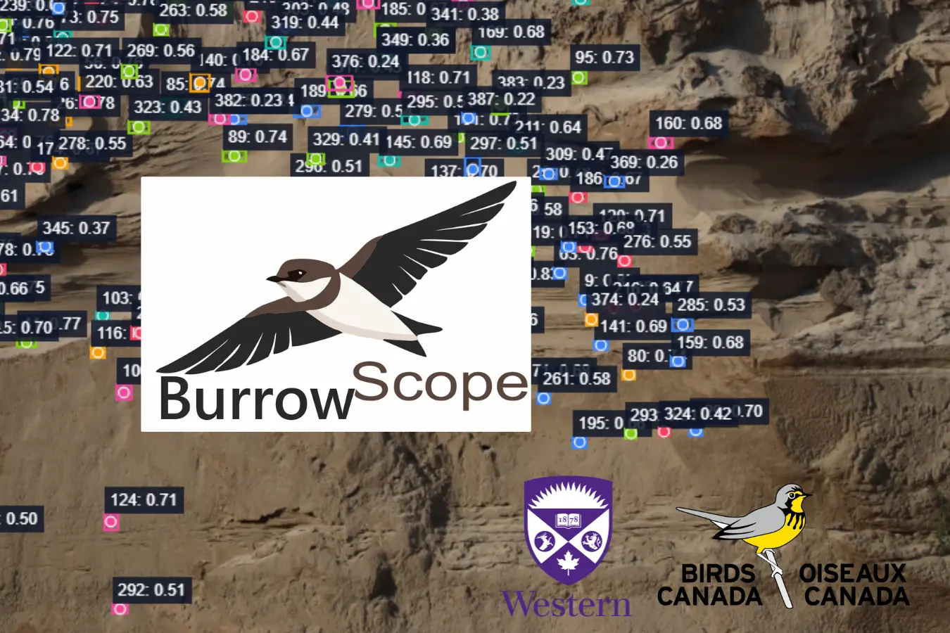 BurrowScope Bank Swallow (Riparia riparia) burrow detection interface